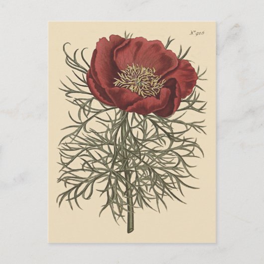 Fine Leaved Peony Botanische Illustratie Briefkaart (Voorkant)