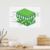 Fine Scale Structure of a Leaf Diagram Poster (Keuken)