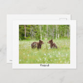 Finland beer natuur briefkaart (Voorkant / Achterkant)