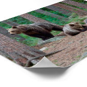 Finland beren poster (Hoek)