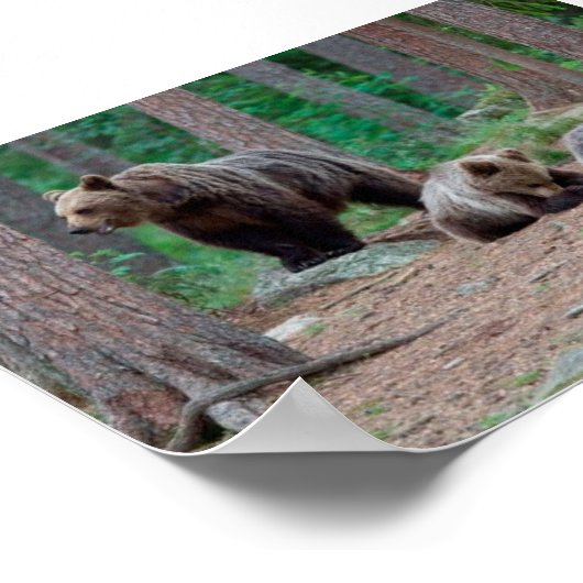 Finland beren poster (Hoek)