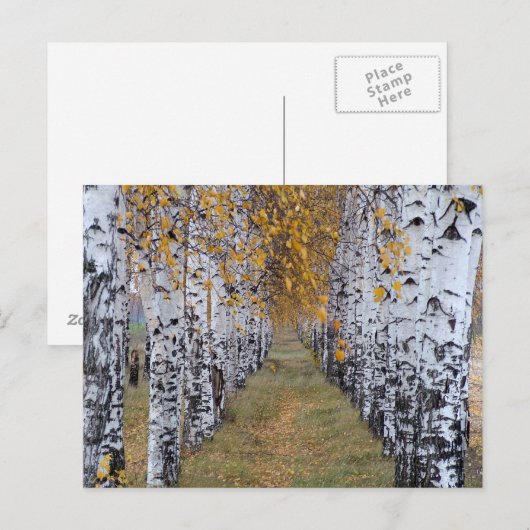 Finland Birch Forest Briefkaart (Voorkant / Achterkant)