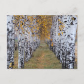 Finland Birch Forest Briefkaart (Voorkant)