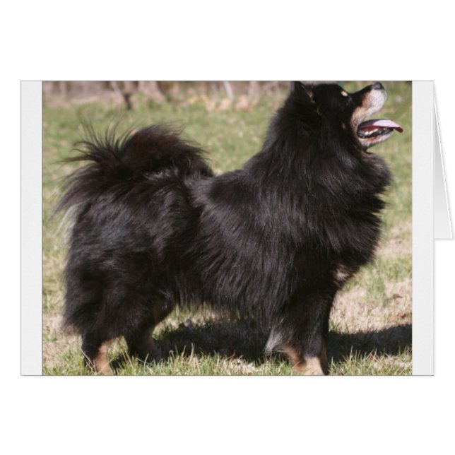 finnish lapphund full.png (Voorkant Horizontaal)