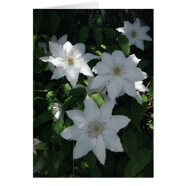 Fins-Hyvää Syntymäpäivää-white flower (Voorkant)