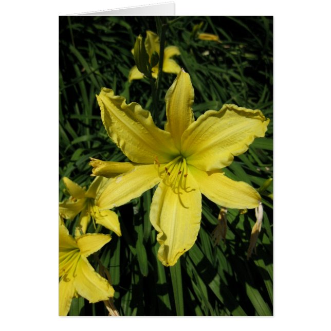 Fins-Hyvää Syntymäpäivää-Yellow Lily (Voorkant)