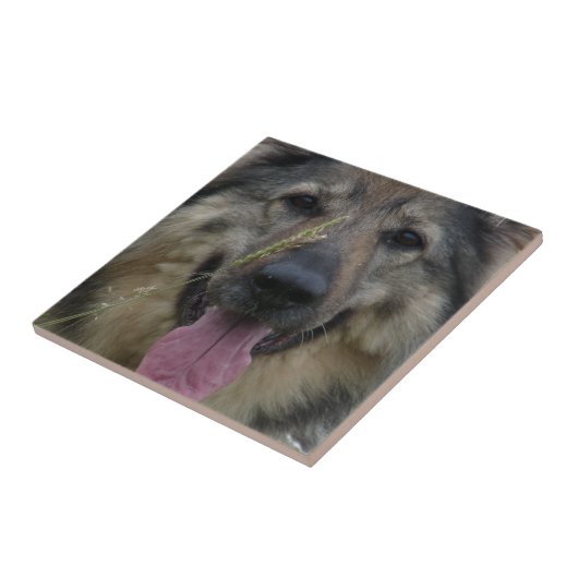 Fins Lapphund Tile Tegeltje (Zijkant)