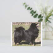 finse lapphund volledig briefkaart (Staand voorkant)