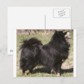 finse lapphund volledig briefkaart (Voorkant / Achterkant)