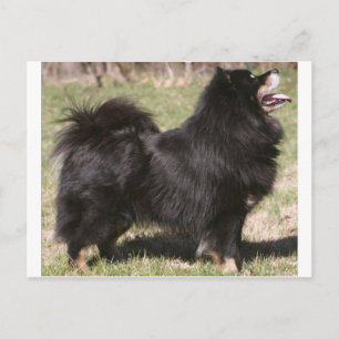 finse lapphund volledig briefkaart