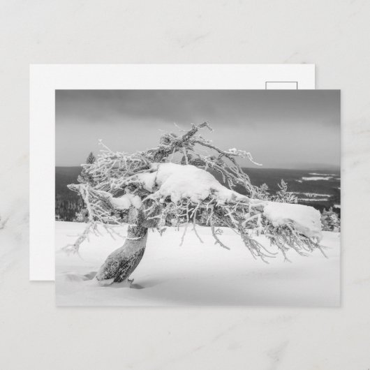 Finse natuur briefkaart (Voorkant / Achterkant)