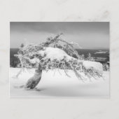 Finse natuur briefkaart (Voorkant)