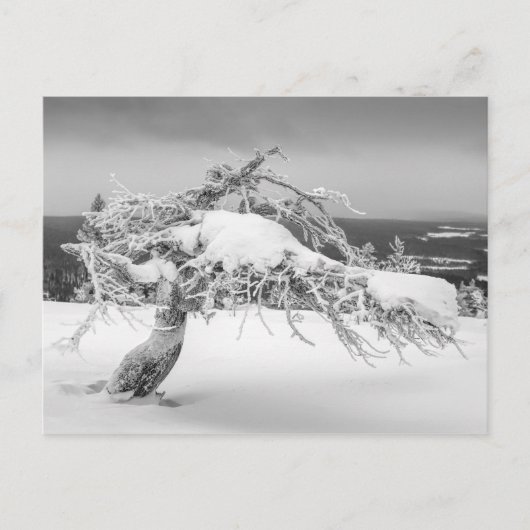 Finse natuur briefkaart (Voorkant)