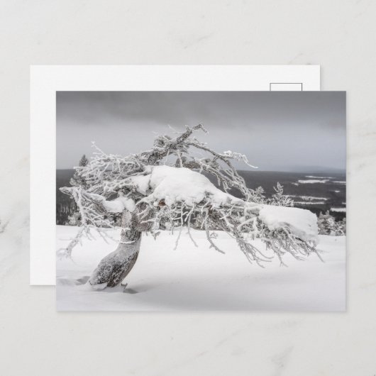 Finse natuur briefkaart (Voorkant / Achterkant)