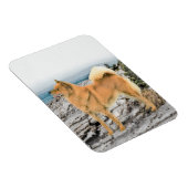 Finse spitz bij Seashore-schilderij - Dog Art Magneet (Rechterzijde)