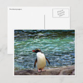 fiordland penguin stretch briefkaart (Voorkant / Achterkant)