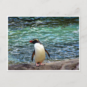 fiordland penguin stretch briefkaart