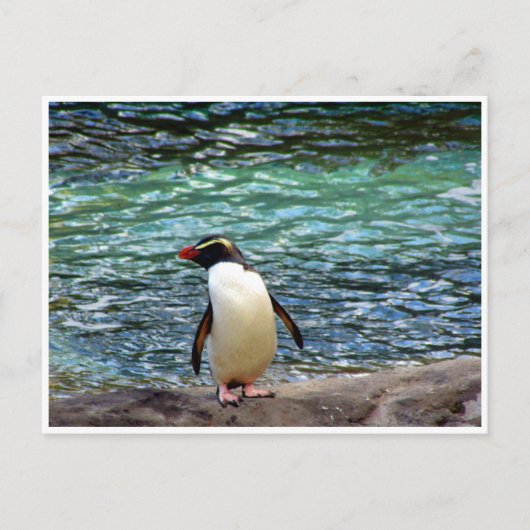 fiordland penguin stretch briefkaart (Voorkant)