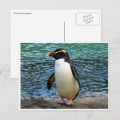 fiordland pinguïn briefkaart (Voorkant / Achterkant)