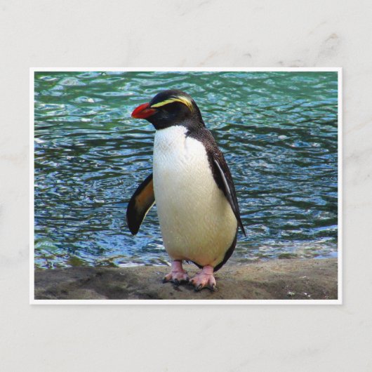 fiordland pinguïn briefkaart (Voorkant)