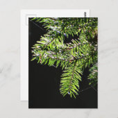 Fir-boom Briefkaart (Voorkant / Achterkant)