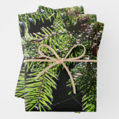 Fir-boom Inpakpapier Vel (In situ)