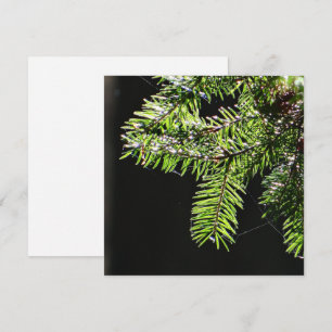 Fir-boom Kaart