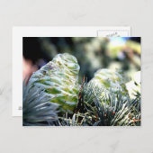 Fir Cone Briefkaart (Voorkant / Achterkant)