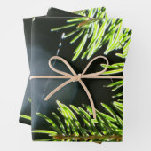 Fir-pijnnaalden met baars inpakpapier vel (In situ)