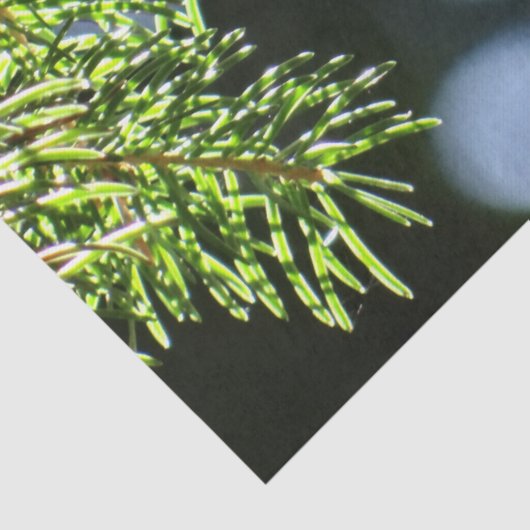 Fir-pijnnaalden met baars tissuepapier (Detail)