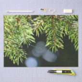 Fir-pijnnaalden met baars tissuepapier (Craft)