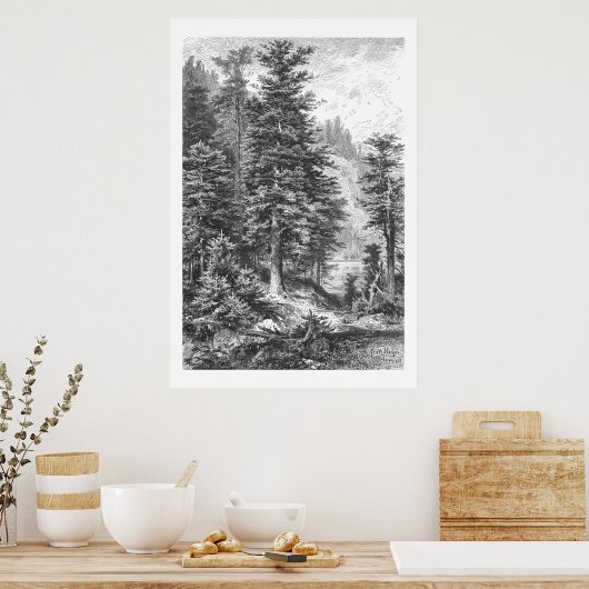  Fir Tree 1800s Antiek afdrukken Poster (Keuken)