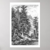  Fir Tree 1800s Antiek afdrukken Poster (Voorkant)