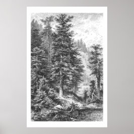 Fir Tree 1800s Antiek afdrukken Poster