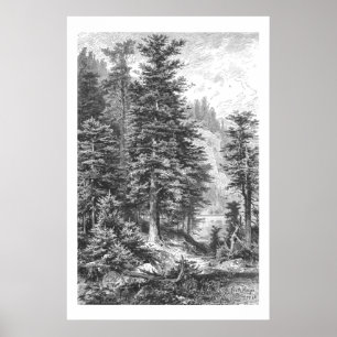  Fir Tree 1800s Antiek afdrukken Poster