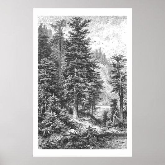  Fir Tree 1800s Antiek afdrukken Poster (Voorkant)