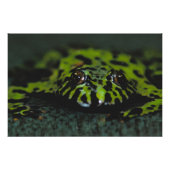 Fire Bellied Toad Closeup Foto Afdruk (Voorkant)