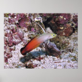 Fire Dart Goby Poster (Voorkant)