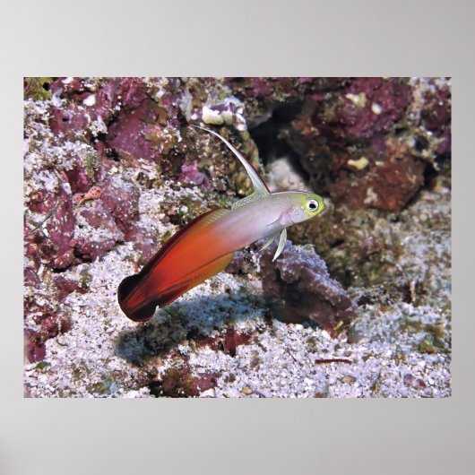 Fire Dart Goby Poster (Voorkant)