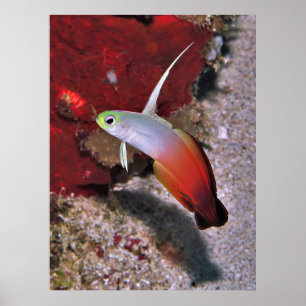 Fire Dartfish Portret Poster