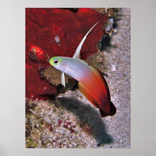 Fire Dartfish Portret Poster (Voorkant)