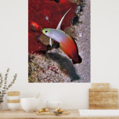 Fire Dartfish Portret Poster (Keuken)