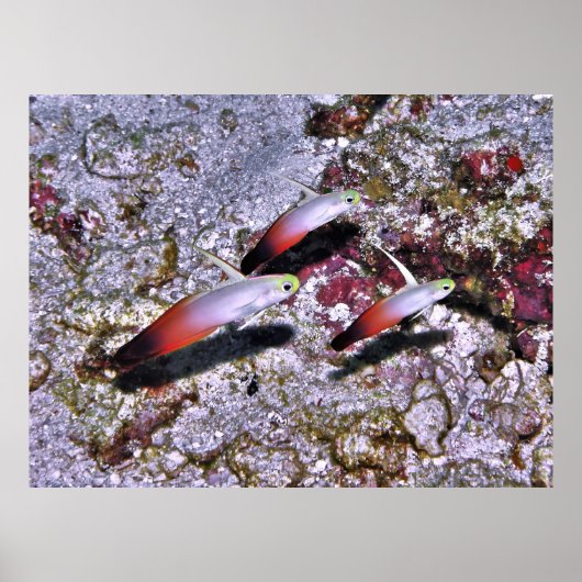 Fire Goby Trio Poster (Voorkant)