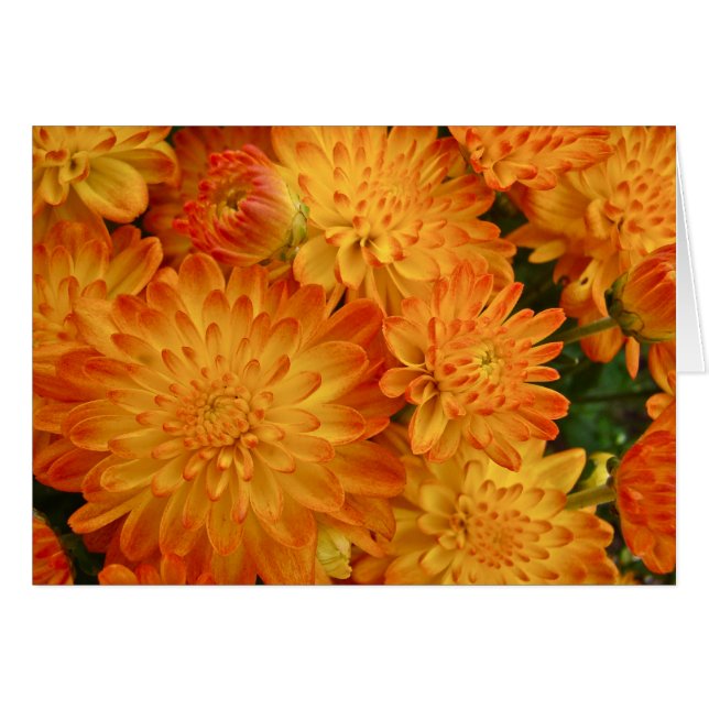 Fire Oranje Chrysanthema (Voorkant Horizontaal)
