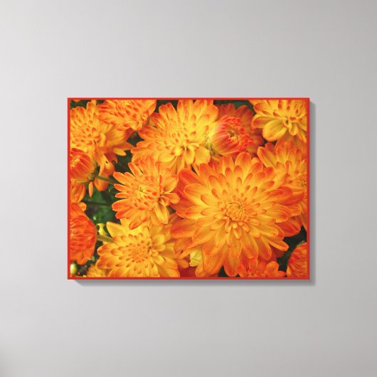 Fire Oranje Chrysanthema Canvas Afdruk (Voorkant)