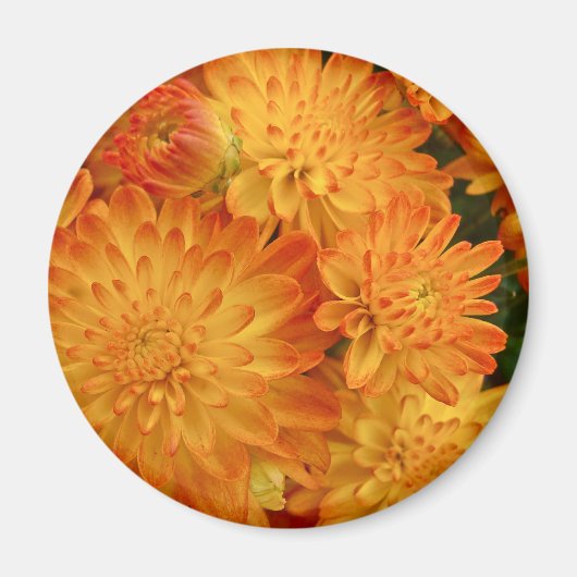 Fire Oranje Chrysanthema Magneet (Voorkant)