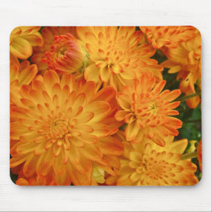 Fire Oranje Chrysanthema Muismat