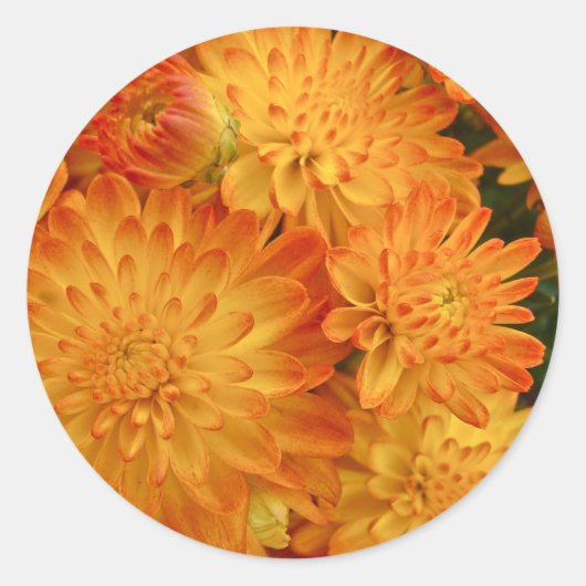 Fire Oranje Chrysanthema Ronde Sticker (Voorkant)