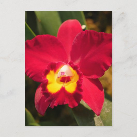 Fire Orchid Briefkaart (Voorkant)