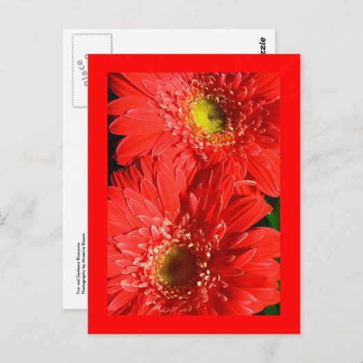 Fire Red Gerbera Briefkaart (Voorkant / Achterkant)